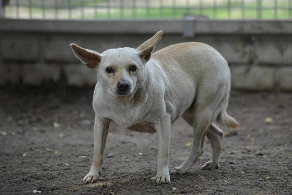 Poznajcie Matkę – kruchą duszyczkę z uszkami jak Yoda