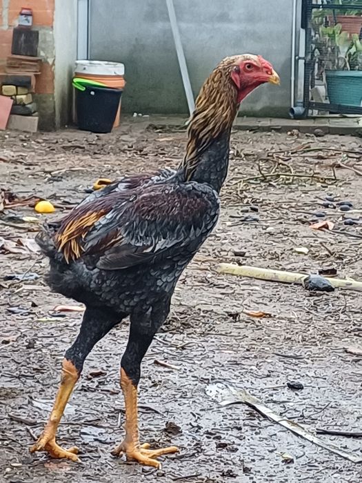 Ovos das seguintes raças