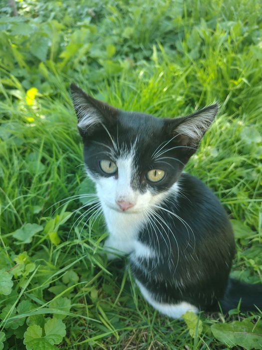 Котик / кіт / кошеня