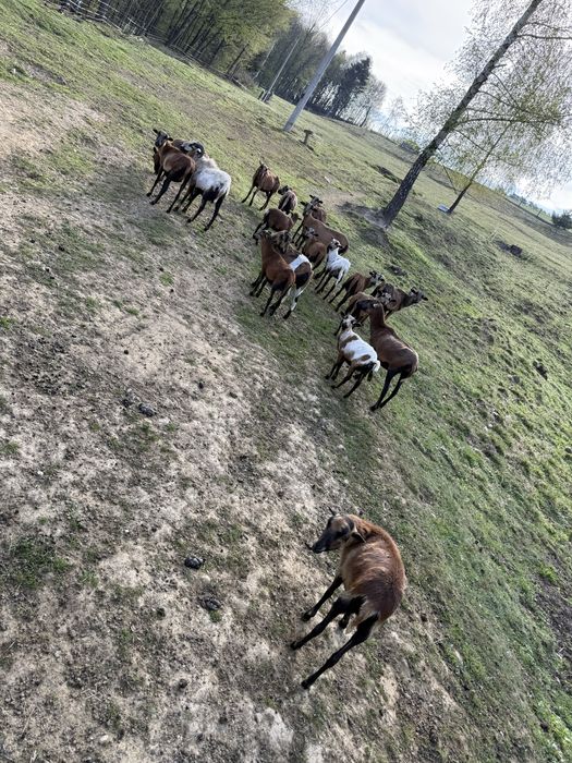 Sprzedam/zamienie