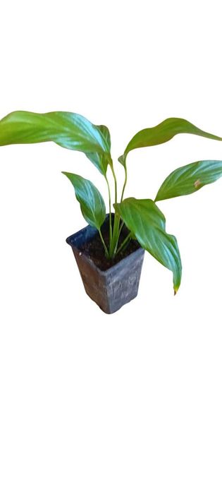 Lirio da Paz em vaso