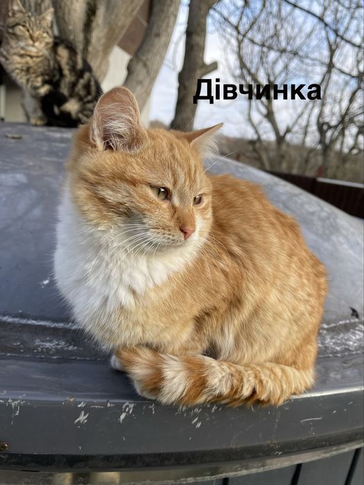 Котики в добрі руки