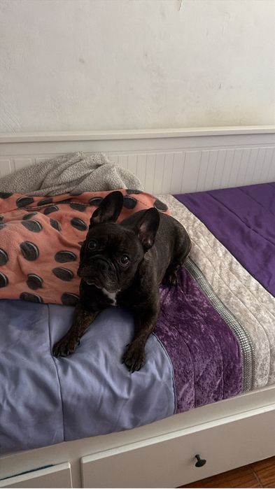 Pet sitting e dog walking519404132720988165