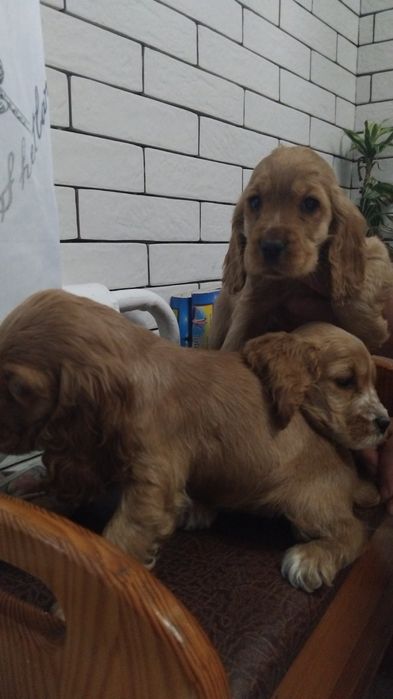 кокер спаниель щенки