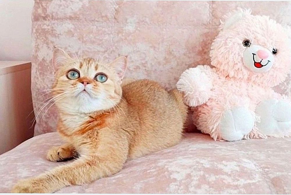 Очаровашка девочка Золотко шиншилла