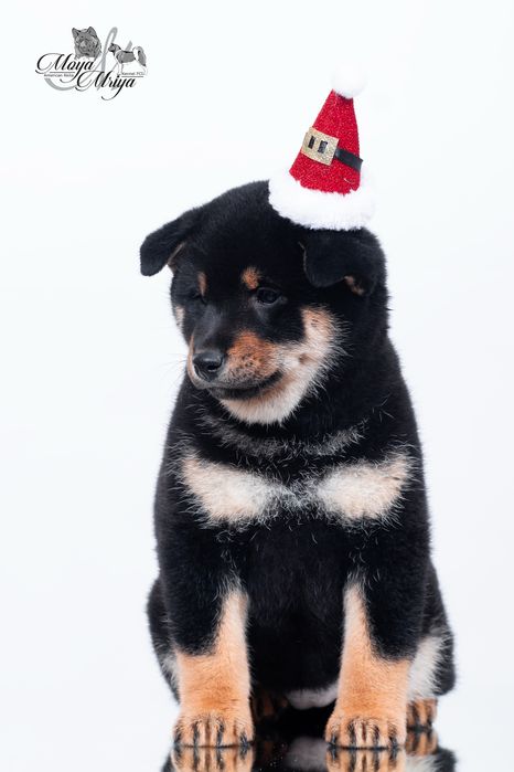 Шиба іну, дівчинка/ шиба ину / сіба/ сиба/ shiba inu