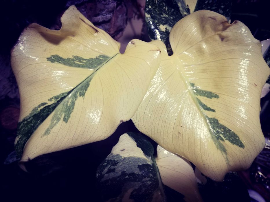 Monstera Thai Creme Brulee Cream Milk variegata REZERWACJA philodendro