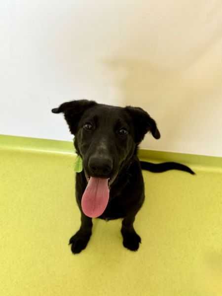 Energiczny szczeniak w typie labradora do adopcji