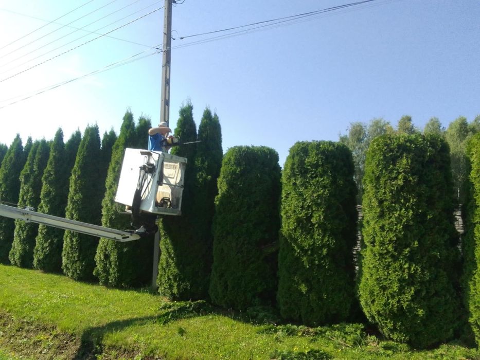 pracę pielęgnacyjne ogrodów, przycinanie drzew