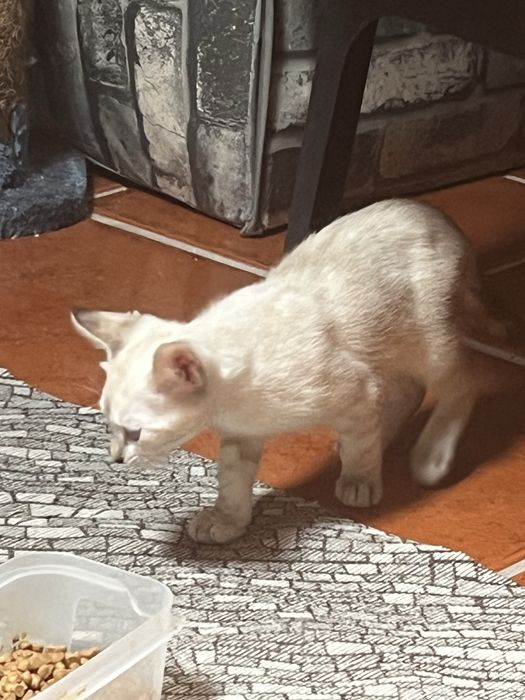 Gatinhos  bebes, siames