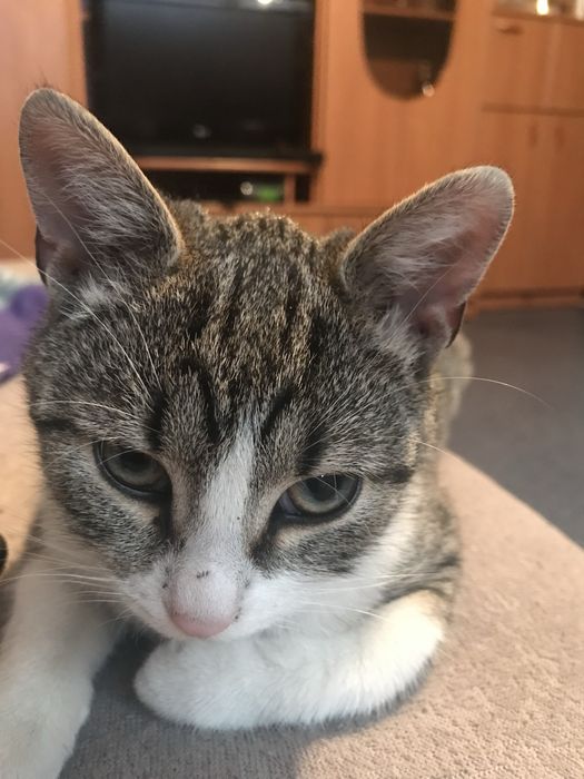 Zaginela kotka Kicia !