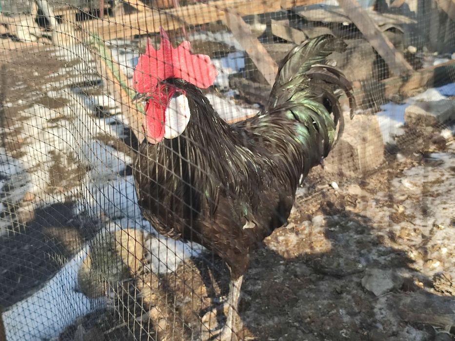 Інкубаційне яйце курей породи мінорка амрокс