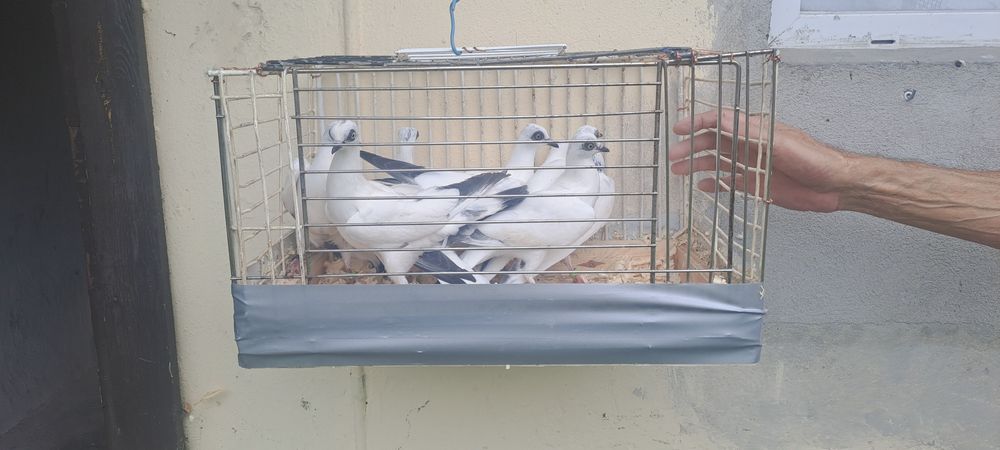 Gołębie  na sprzedaż