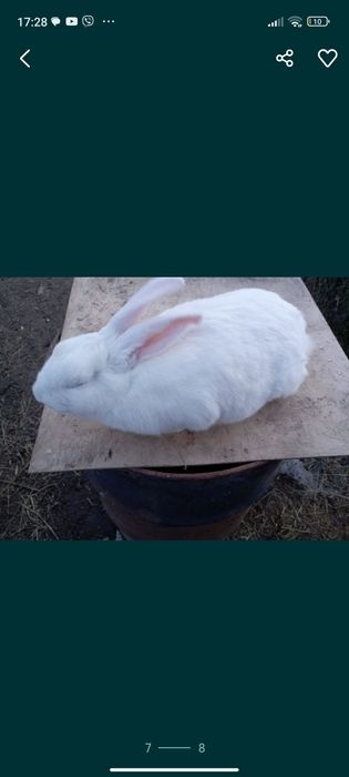 Кидна кролиця 8 місяців
