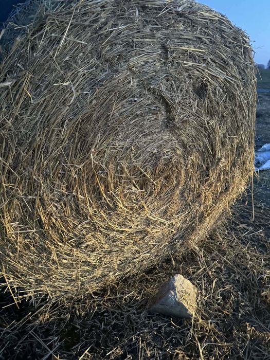 Bele słomy  30 sztuk