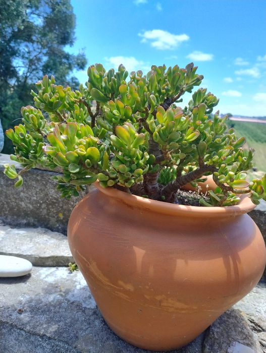 Crássula suculenta em grande vaso de terracota