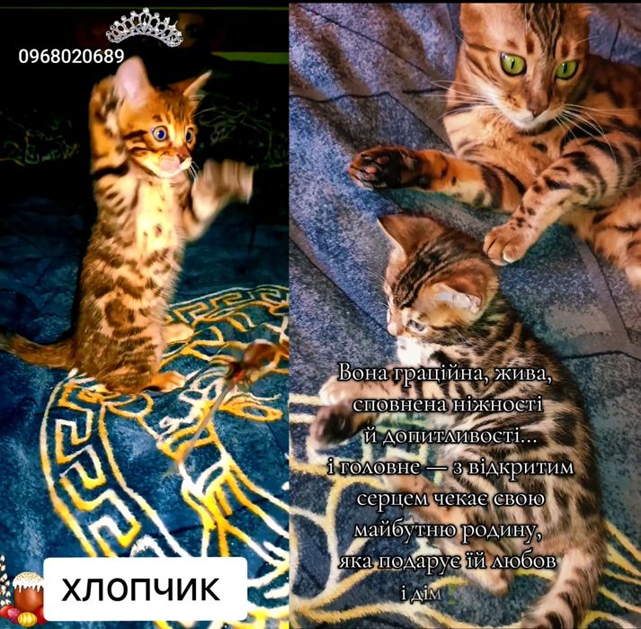 Це справжні бенгали з офіційним родоводом — документом, який підтверджує породність