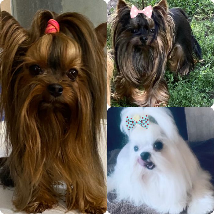 Reproduktor ,Krycie  , York ,Yorkshire terrier ,Maltańczyk.