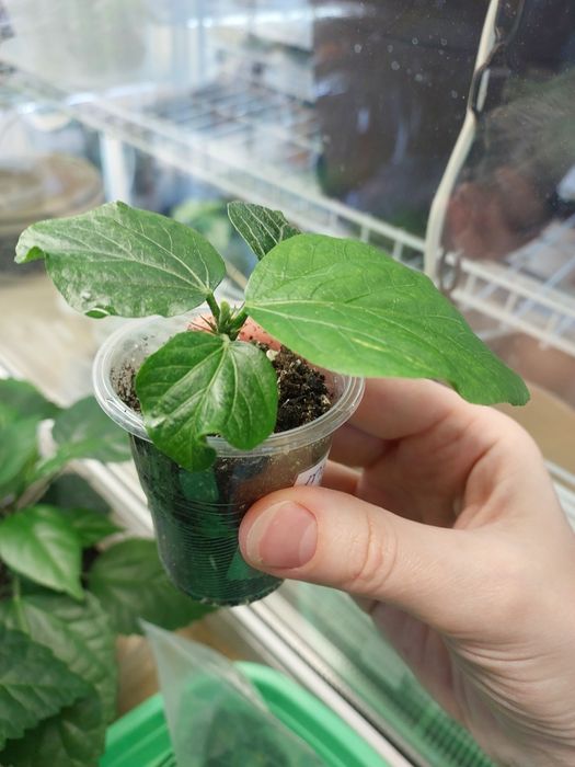 Сортовий гібіскус