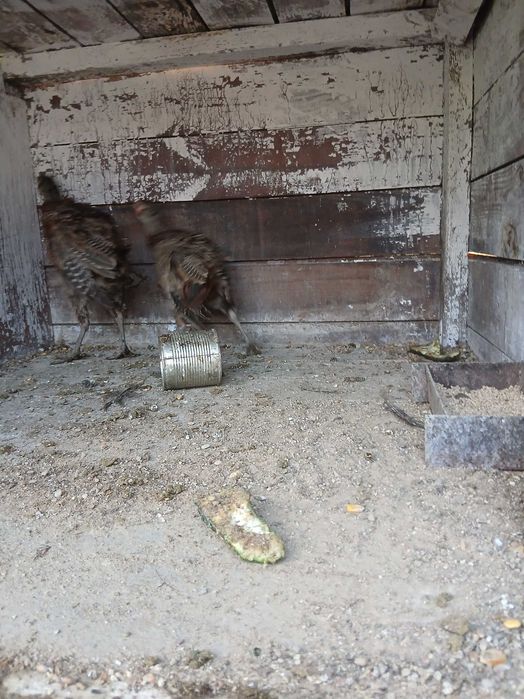 Sprzedam bażanty polne 20 sztu