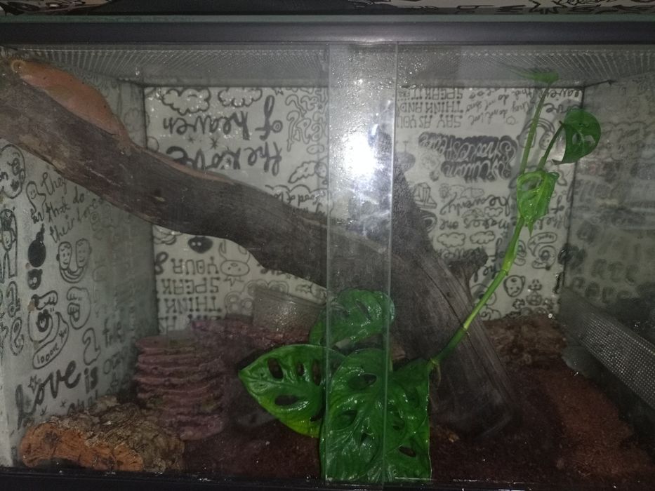Gekon z terarium
