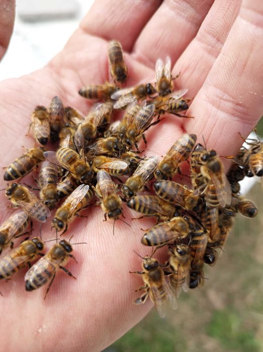 Пчеломатки, Бджоломатки БАКФАСТ на сезон 2026. F1, ІО.