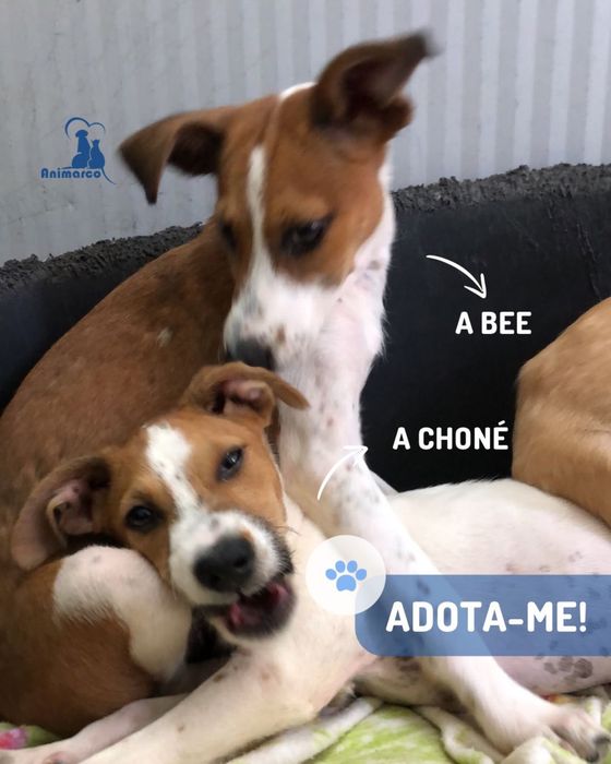Ratatui, a Bee ou a Chone cachorros para porte medio para adocao