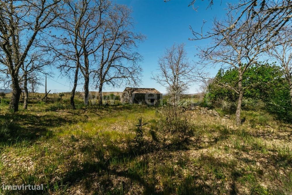 Terreno com ruina / Fundão, Pêro Viseu — Pêro Viseu, Castelo Branco
