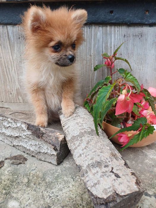 Риженька дівчатка  -померанський  шпіц.