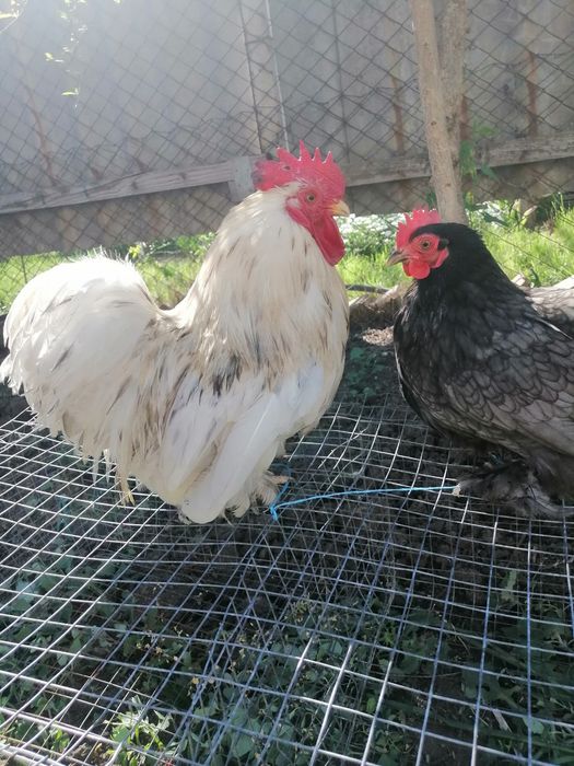 Кохинхин карликовый.