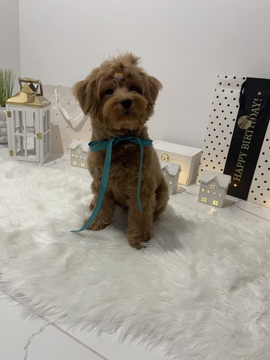 Помапу  краса, ніжність і любов в одному