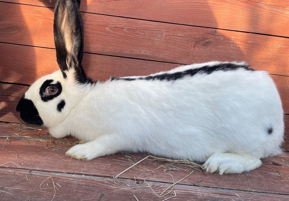 Samica srokacz niemiecki