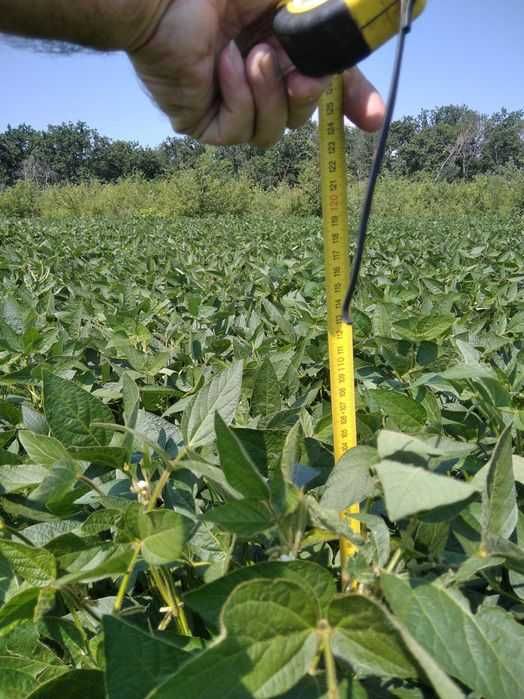 Семена канадской сои OLDHAM, WINONA. Первая репродукция.