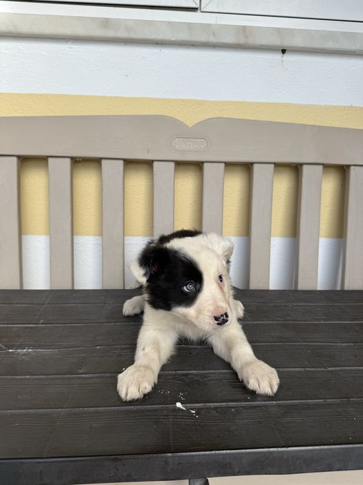 Border Collie Preta e Branca Fofa