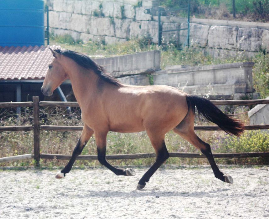 Lusitano 3 anos