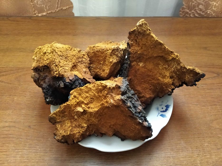 Чага березова свіженька гриби