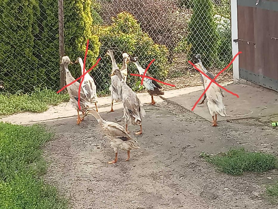 Kaczki biegusy z tego roku