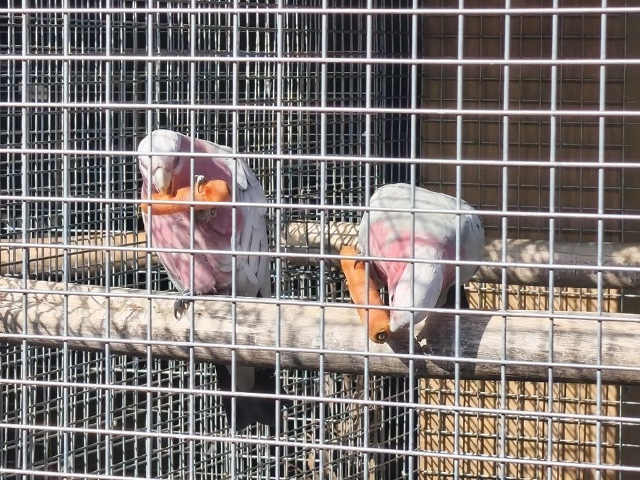 Catatuas galah para criar a mao
