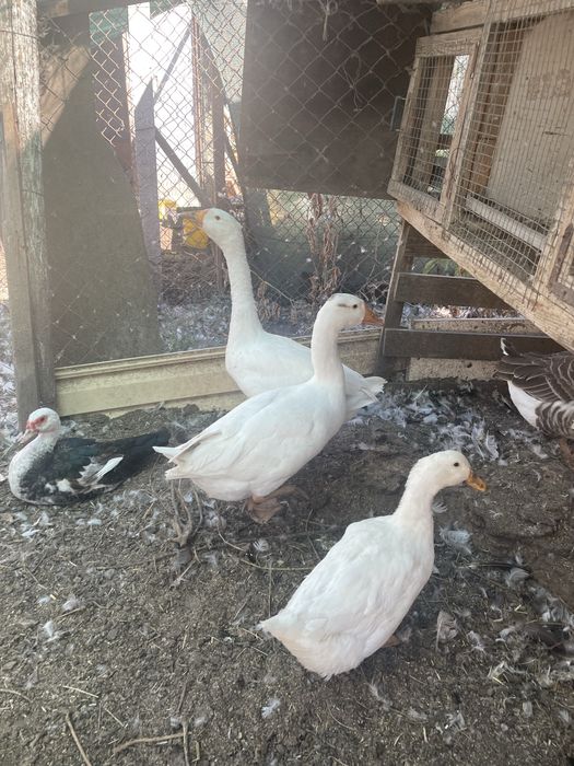 Продам молодых крупных гусей