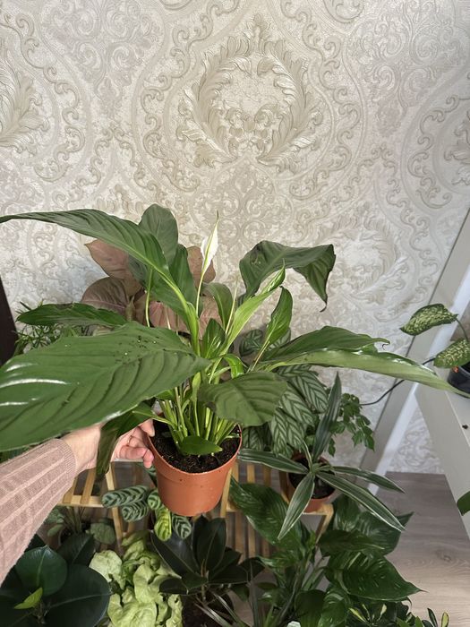 кімнатні квіти рослини