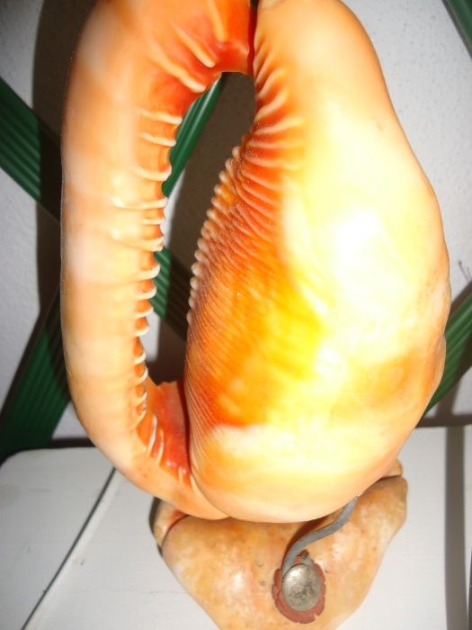 Candeeiro / Búzio