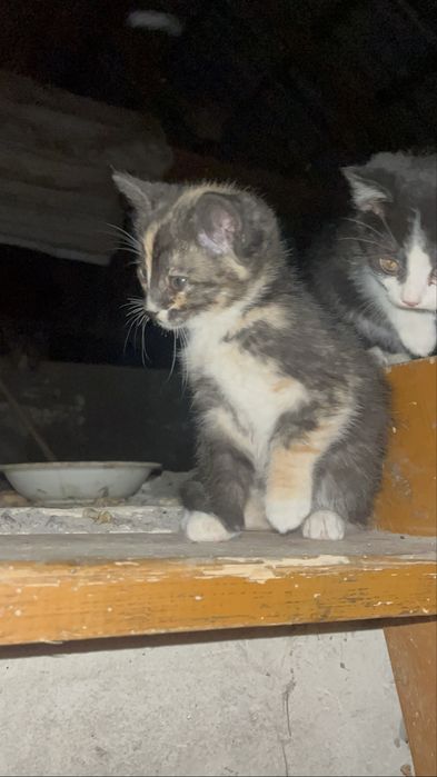 Віддам в добрі руки