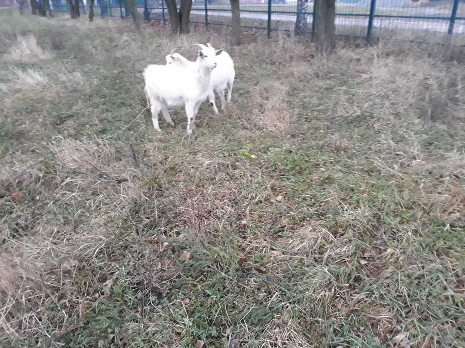 Кози - молочна порода .