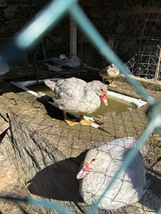 Patos grandes e bebes  para venda