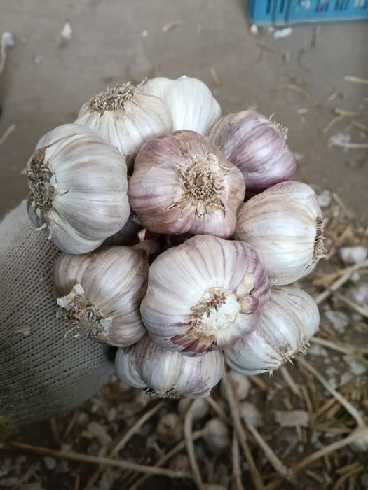 Czosnek Harnaś polski 5,5