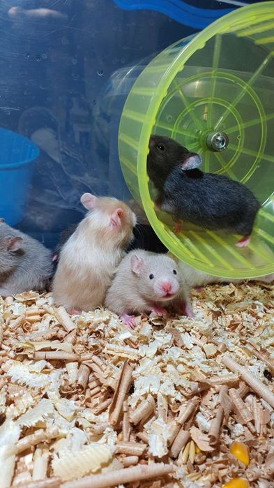 Хомячки окрасы разные, королевские атласные серые белые джунгарик