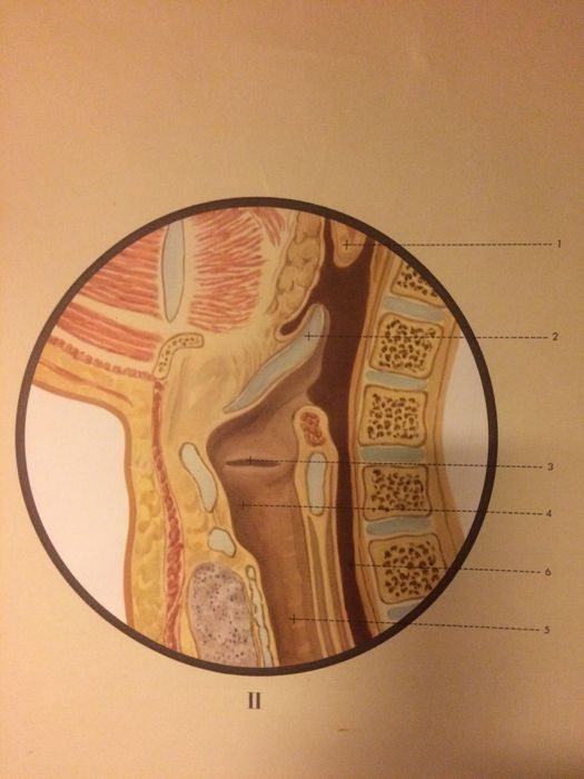 Painel Antigo sobre o Sistema Digestivo