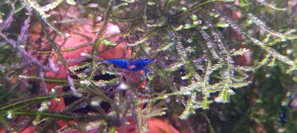 Camarões Neocaridina Blue Dream