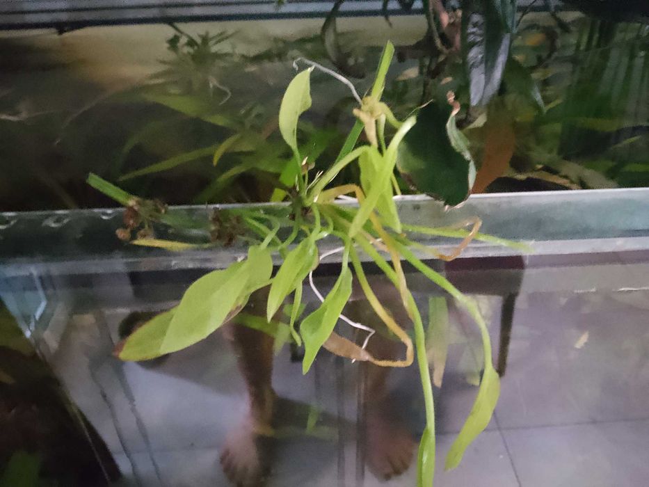 Echinodorus palaefolius