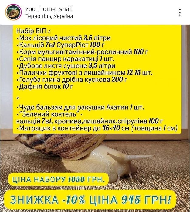 Равлики Ахатина Ретикулята малюки Ahatina Reticulated albino